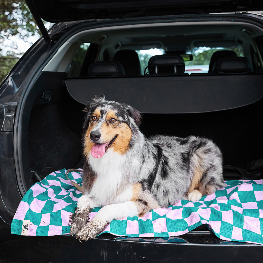 dock and bay towels dog
