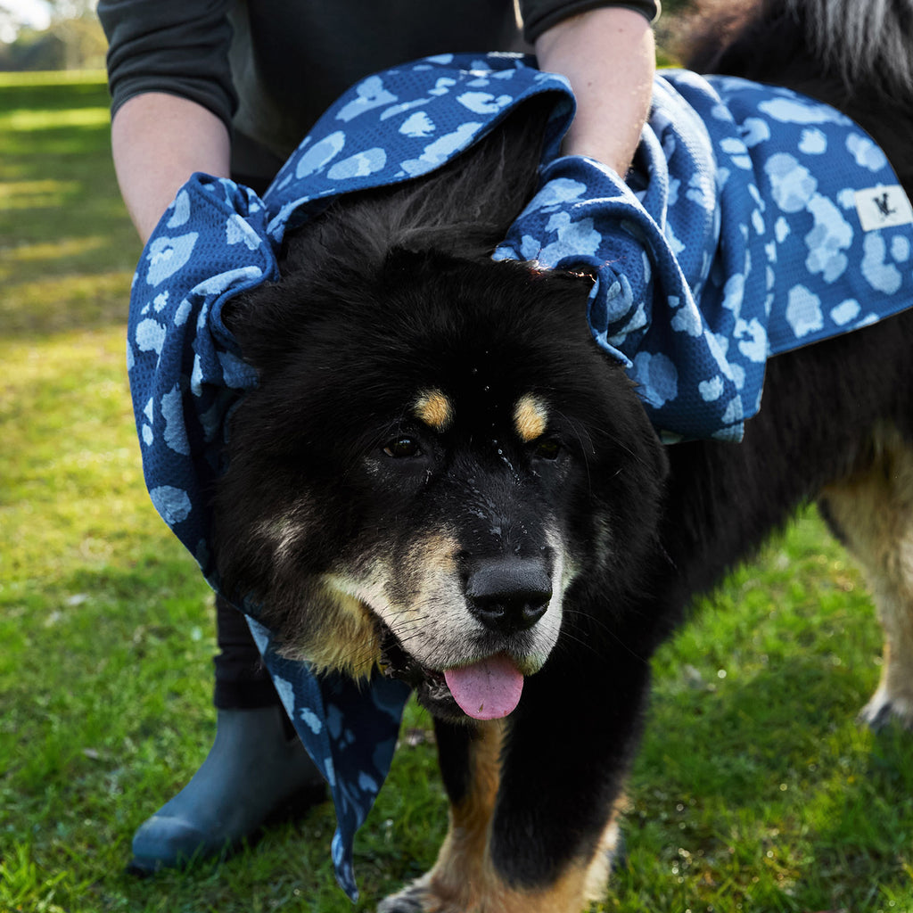 dock and bay towels dog