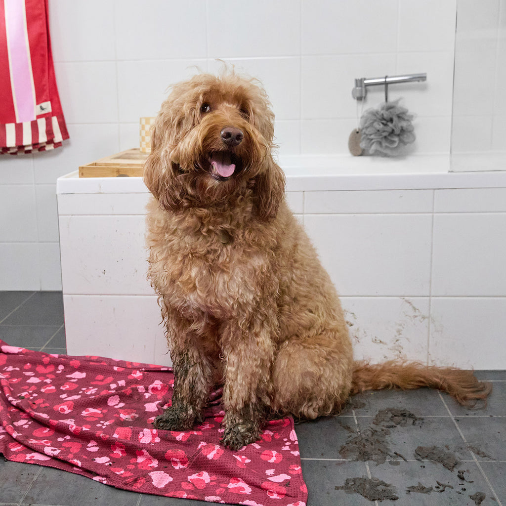 dock and bay towels dog