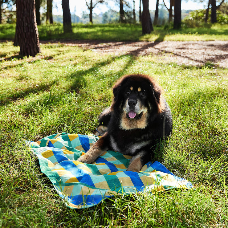 dock and bay dog towels