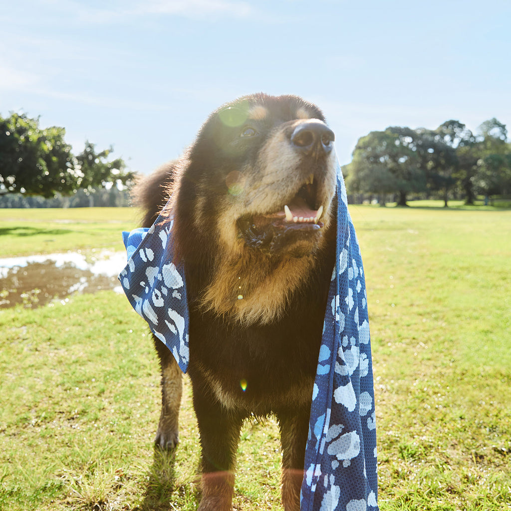 dock and bay towels dog